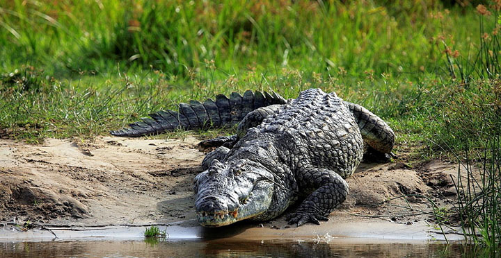 Cá sấu Mugger ( Crocodylus palustris )