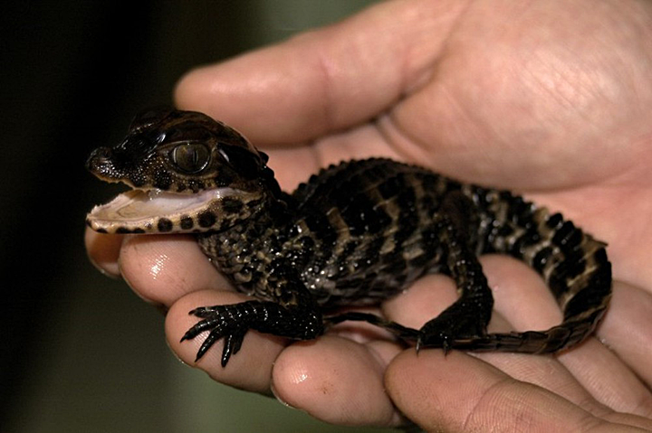 Cá sấu nhỏ nhất thế giới