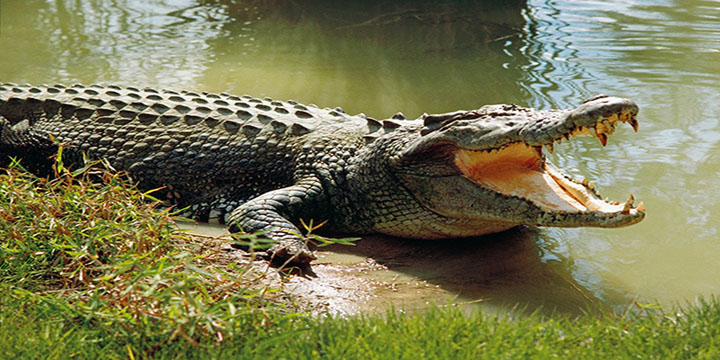 Cá sấu đầm lầy