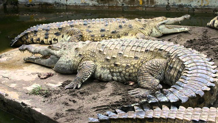 Cá sấu Orinoco