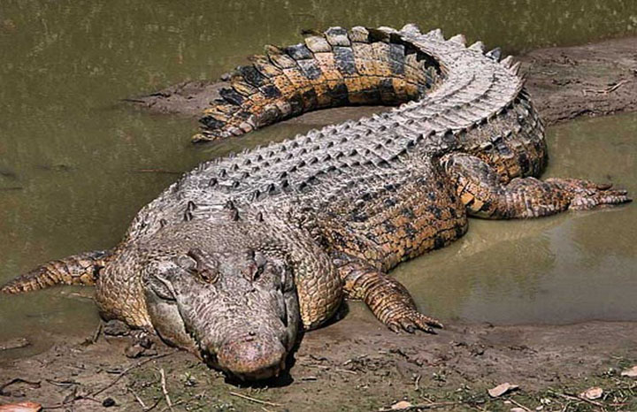  Cá sấu nước mặn ( Crocodylus porosus )