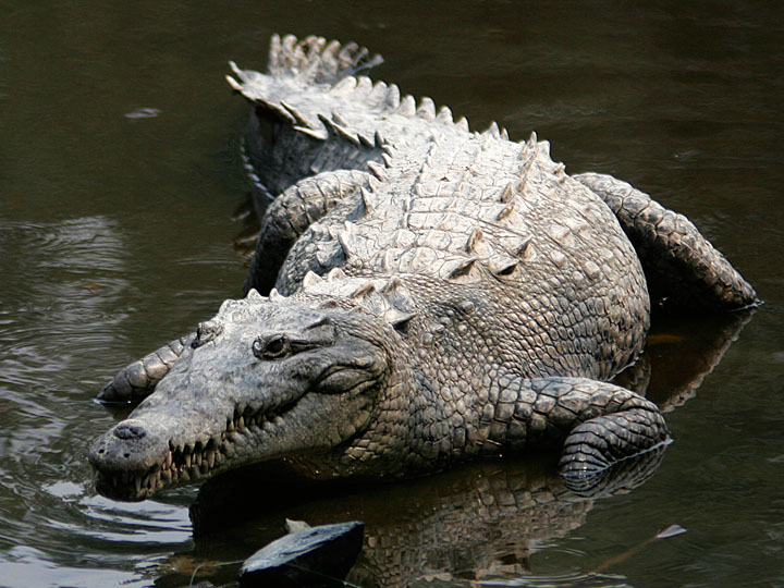 Cá sấu Mỹ ( Crocodylus acutus )