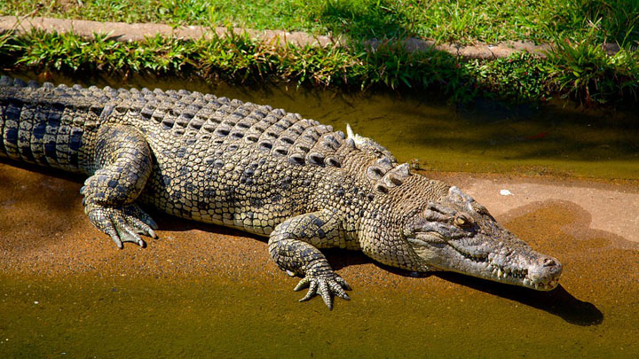 Cá sấu châu Mỹ ( Alligator mississippiensis )