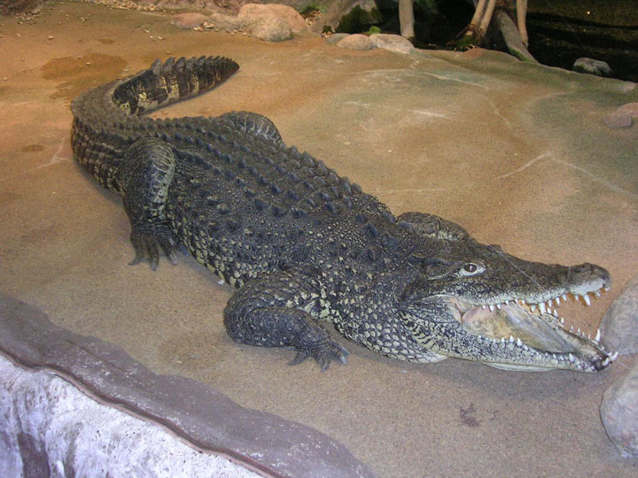 Cá sấu Cuba