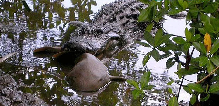 Cá sấu sông Nile ( Crocodylus niloticus )